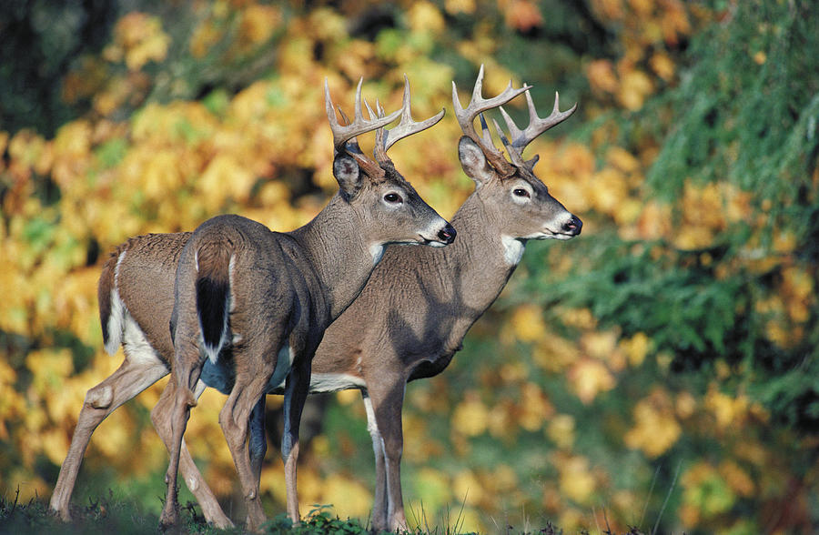 White-tailed Deer Odocoileus Photograph by Thomas Kitchin & Victoria ...