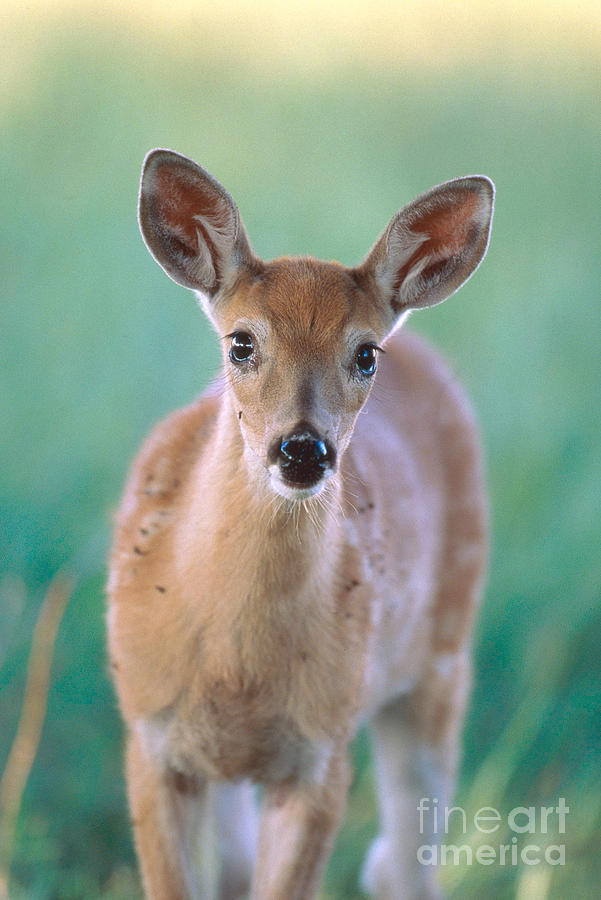 White-tailed Deer Odocoileus Virginianus Photograph by Art Wolfe