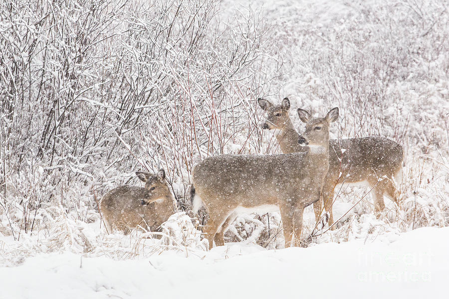 Deer Photograph - White-tailed Deer Odocoileus Virginianus by Linda Freshwaters Arndt