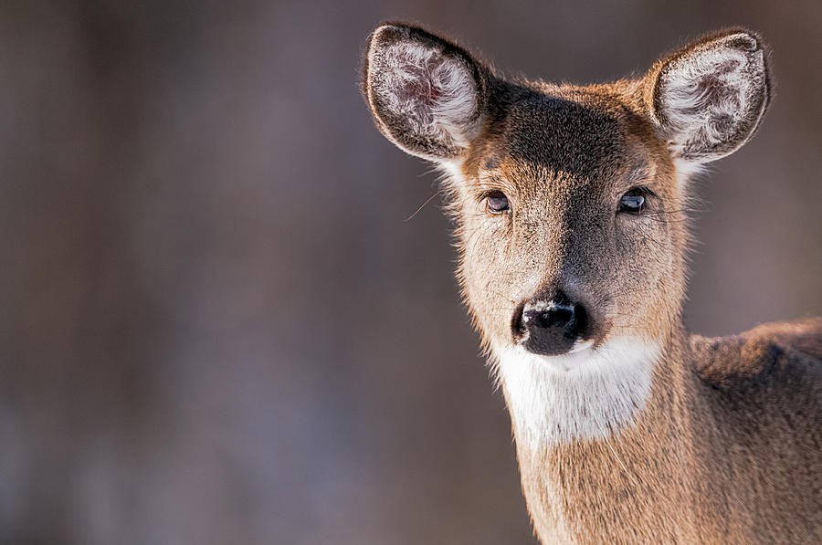 Deer Photograph - White-tailed Deer Portrait - Doe - Wildlife by SharaLee Art