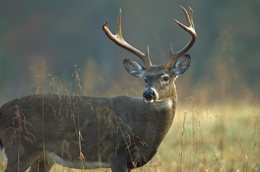 White-tailed Deer Portrait North America Photograph by Tim Fitzharris