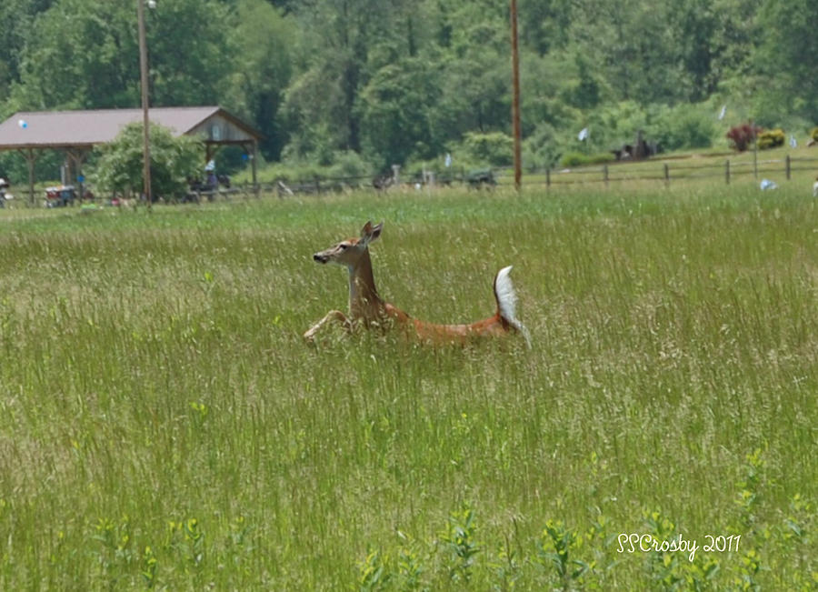 White-Tailed Deer Prancing in the Grass Photograph by Susan Stevens Crosby