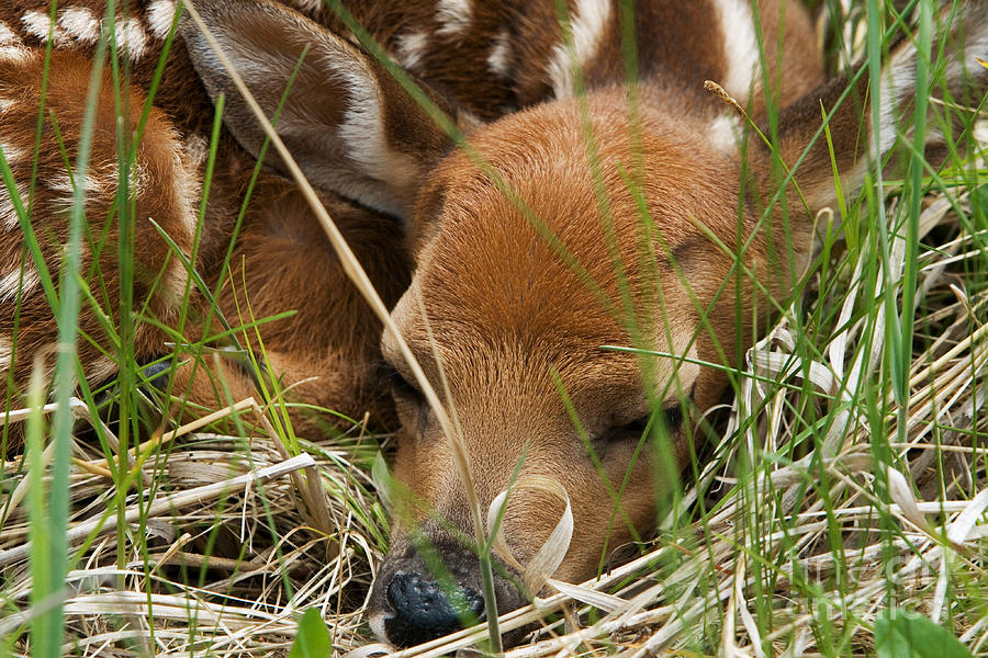 Wildlife Photograph - White-tailed Deer Sleeping by Linda Freshwaters Arndt