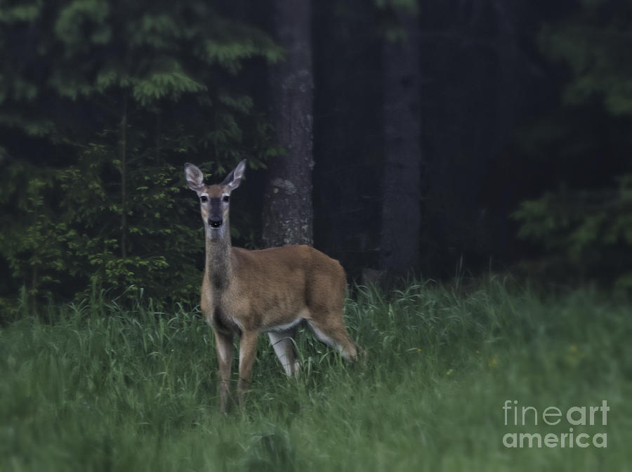 Nature Photograph - White-tailed deer by Veikko Suikkanen