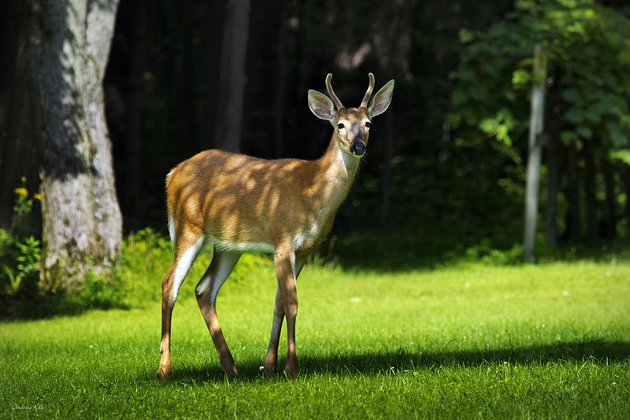 Young Whitetail Buck Photograph by Christina Rollo