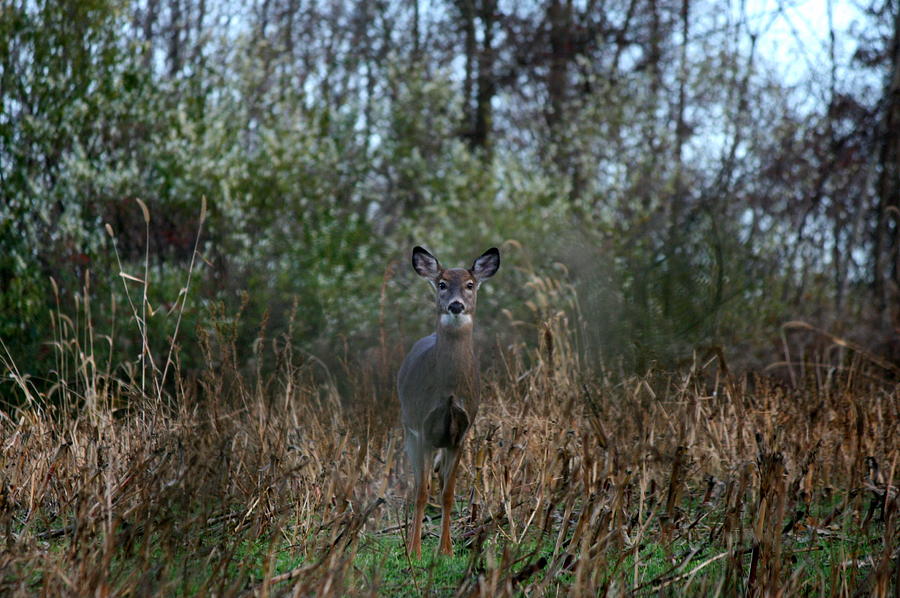 Deer Photograph - White-Tailed Discovery by Neal Eslinger