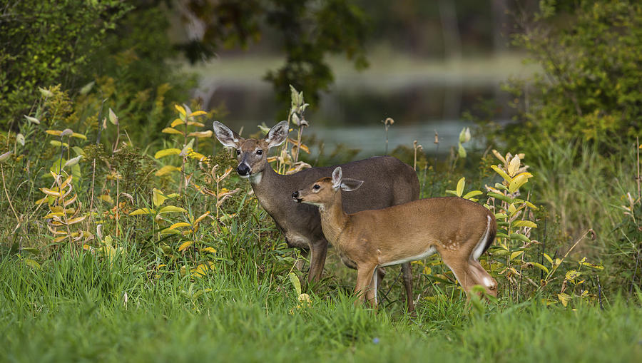 White-tailed Doe And Fawn Photograph by Linda Arndt