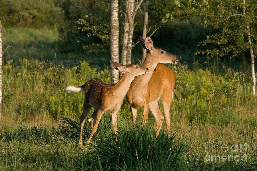 White-tailed Doe And Fawn Photograph by Linda Freshwaters Arndt