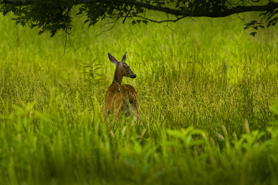 White Tailed Doe Deer in a Field in Cades Cove Photograph by Randall Nyhof