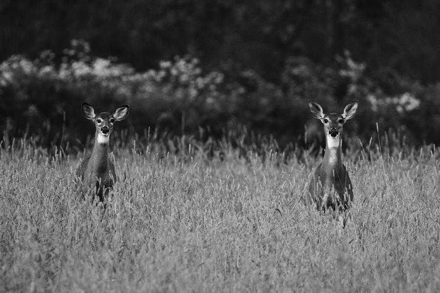 White-tailed Doe Duo Photograph by Bruce J Robinson