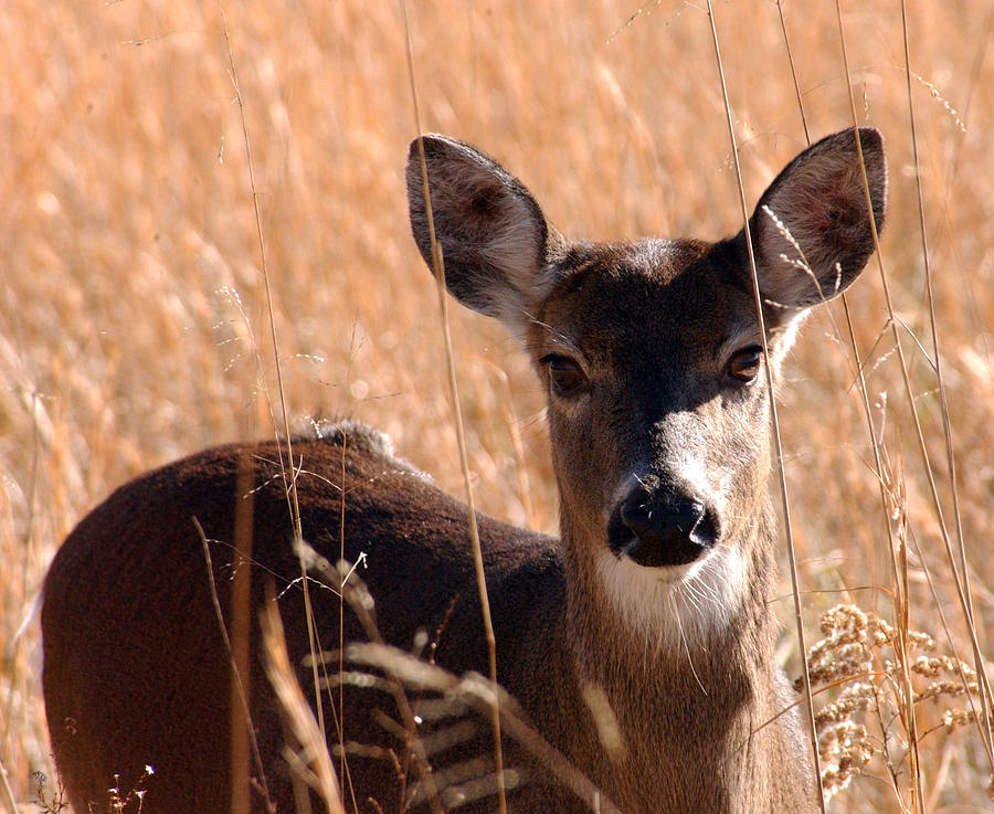 White-tailed Doe Photograph by Greg and Chrystal Mimbs