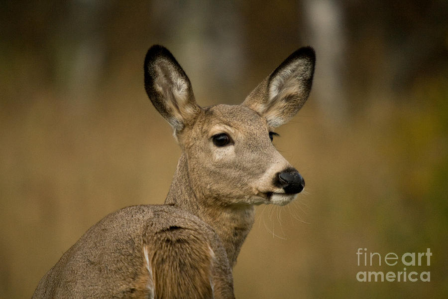White-tailed Doe Photograph by Linda Freshwaters Arndt