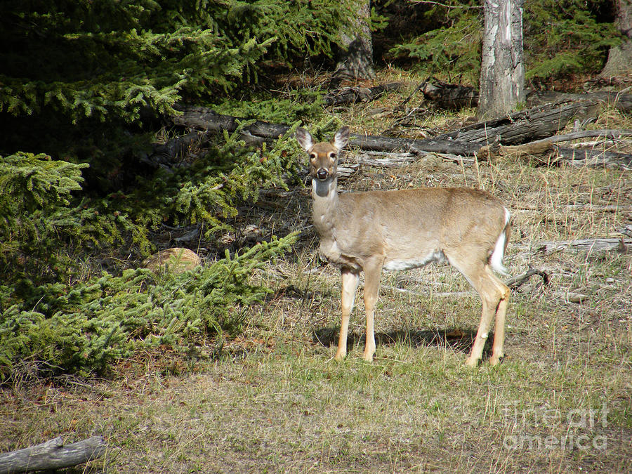 White Tailed Deer Photograph by Phil Banks