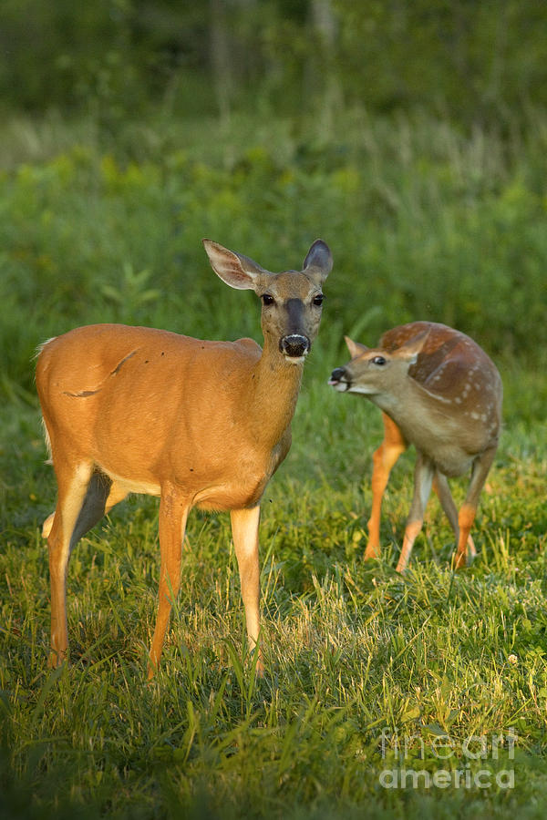 White-tailed Doe With Fawn Photograph by Linda Freshwaters Arndt