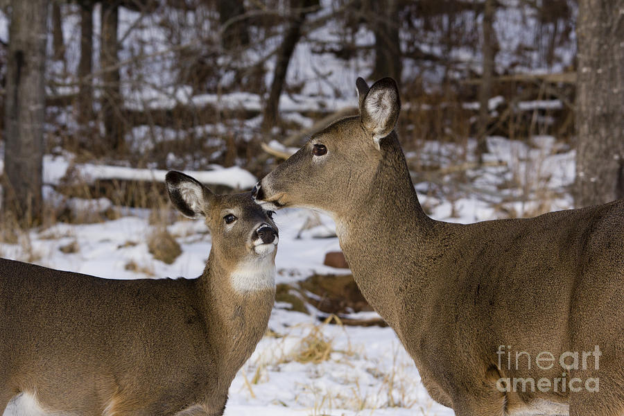 White-tailed Doe With Young Photograph by Linda Freshwaters Arndt
