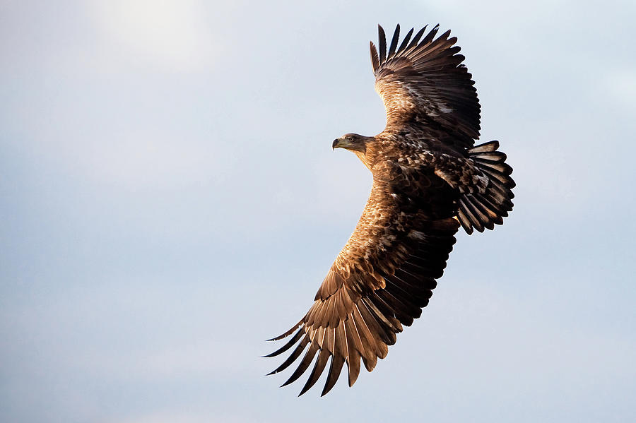 White-tailed Eagle Photograph by Damiankuzdak