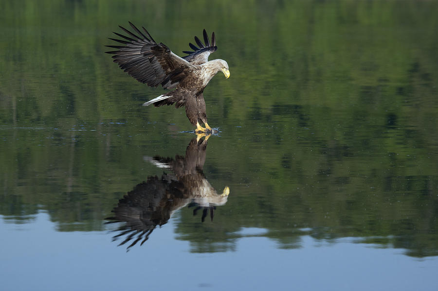 White-tailed Eagle Fishing  Germany Photograph by Duncan Usher