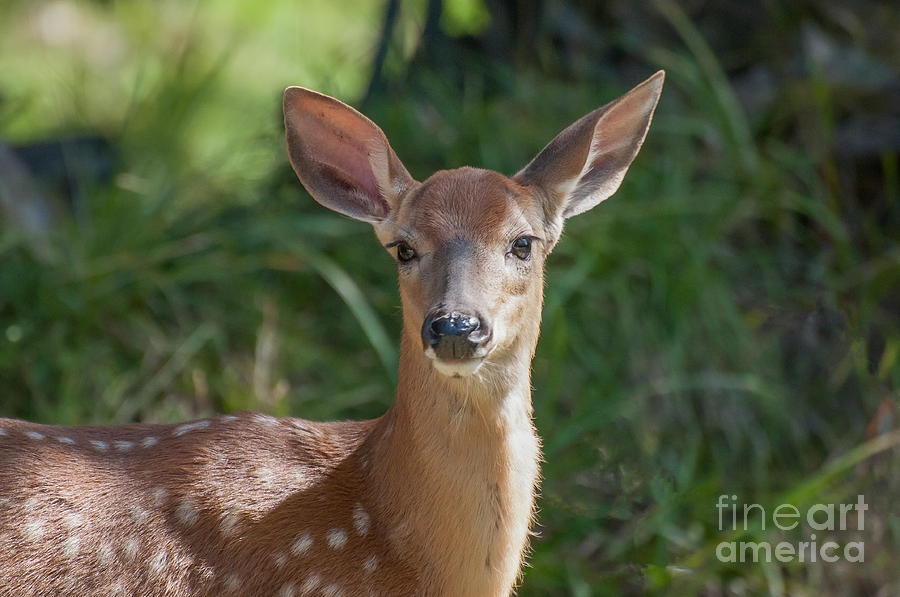 White-Tailed Fawn Photograph by Bianca Nadeau