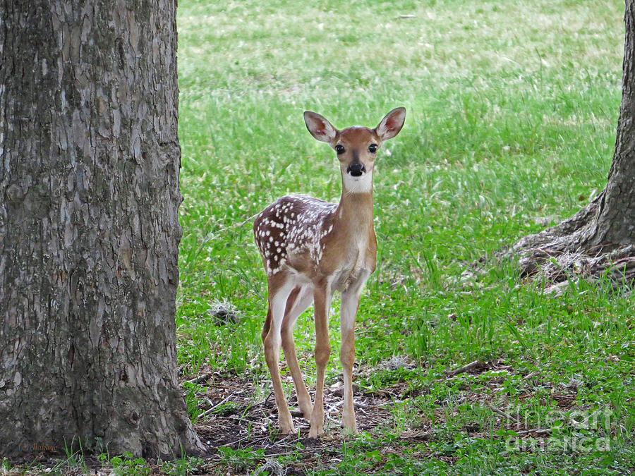Deer Photograph - White-Tailed Fawn - Face of Innocence by Ella Kaye Dickey