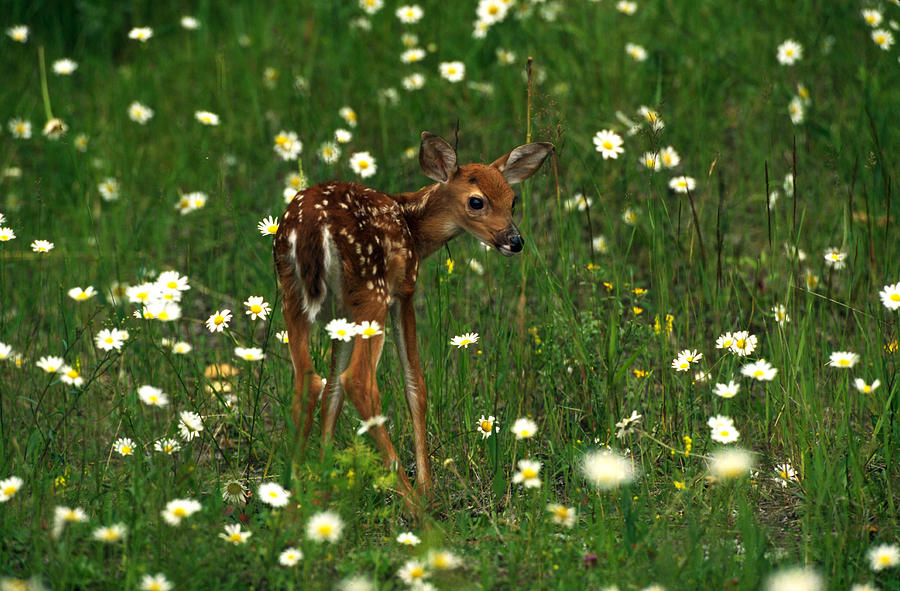 White-tailed Fawn In Oxeye Daisies Photograph by Jeffrey Lepore