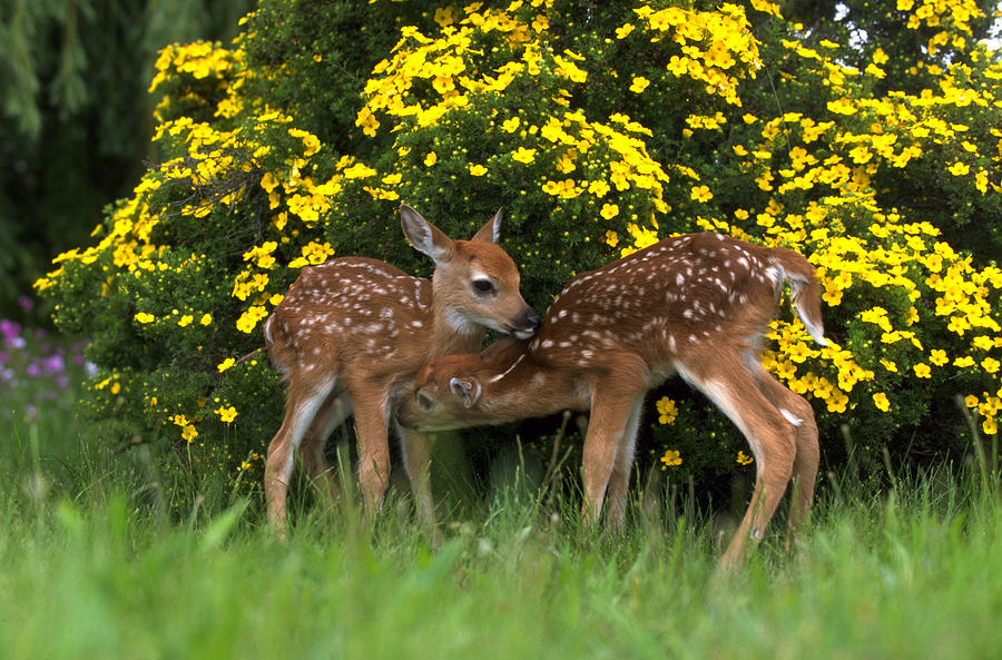 Mammal Photograph - White-tailed Fawn Pair Nuzzling by Alan & Sandy Carey
