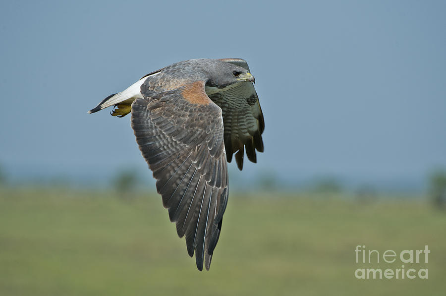 Hawk Photograph - White-tailed Hawk by Anthony Mercieca