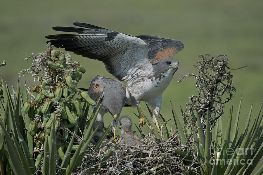 White-tailed Hawks At Nest Photograph by Anthony Mercieca