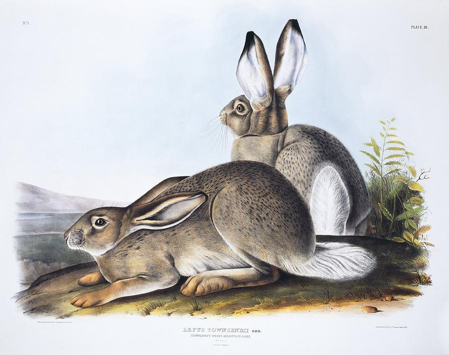 White-tailed jackrabbit, 19th century Photograph by Science Photo Library