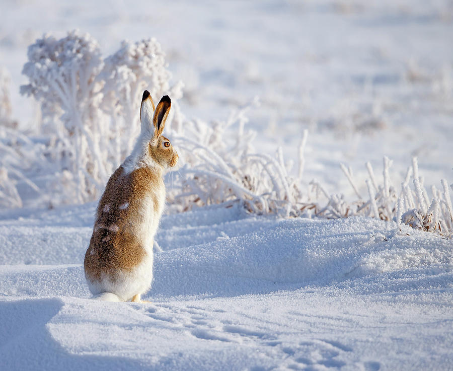 Rabbit Photograph - White-tailed Jackrabbit by Shlomo Waldmann