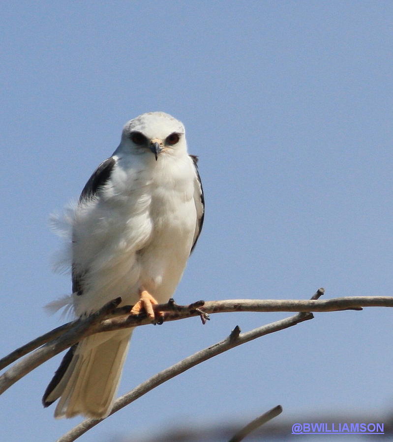 White Tailed Kite Photograph by Brian Williamson