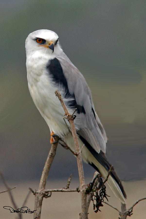 White-tailed Kite Photograph by David Salter