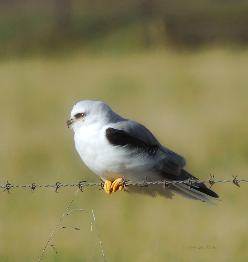 White Tailed Kite Photograph by Donna Blackhall
