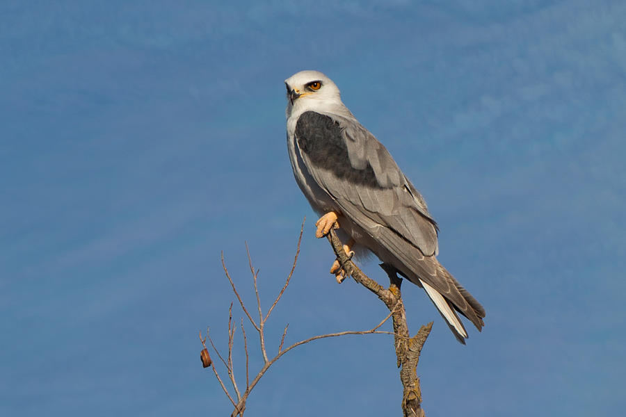 White Tailed Kite in a Tree Photograph by Kathleen Bishop