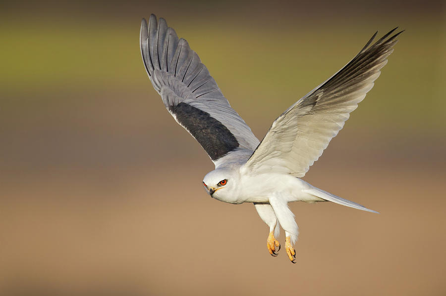 White-tailed Kite Photograph by Mallardg500