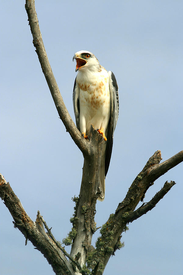 White-tailed Kite Photograph By Richard Hansen - Fine Art America