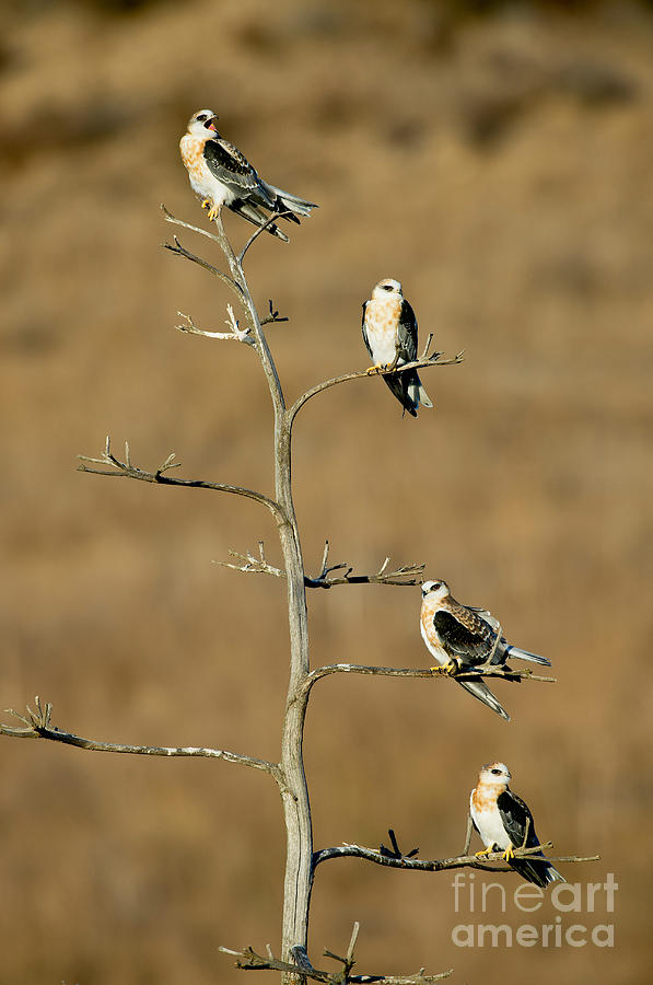 White-tailed Kite Siblings Photograph by Anthony Mercieca