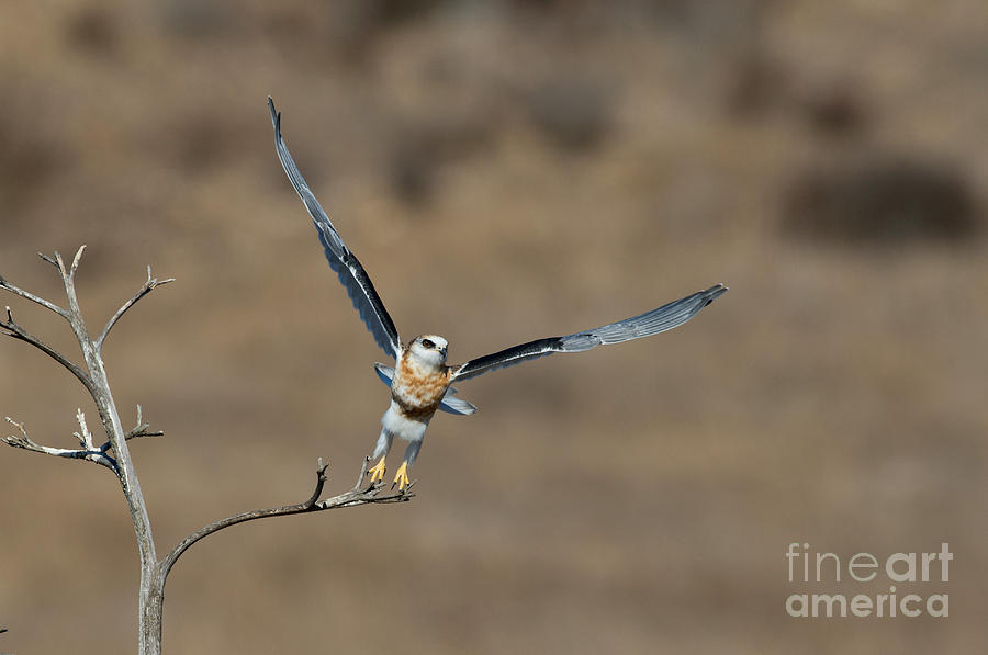 White-tailed Kite Takes Off Photograph by Anthony Mercieca
