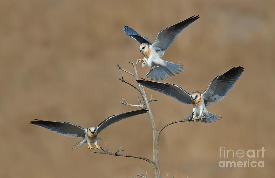 White-tailed Kite Young Photograph by Anthony Mercieca