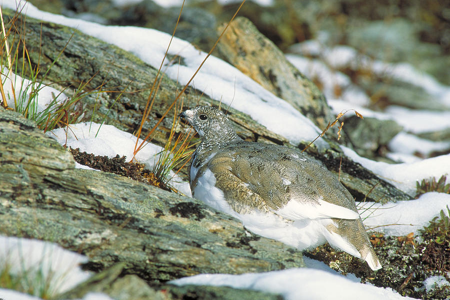 White-tailed Ptarmigan Photograph by Ken M. Johns
