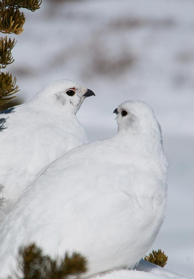 White-tailed Ptarmigan Pair Photograph by Cascade Colors