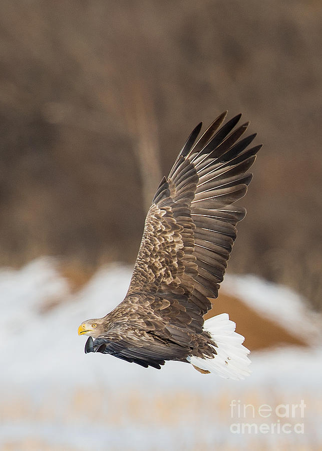 White Tailed Sea Eagle 5 Photograph by Natural Focal Point Photography