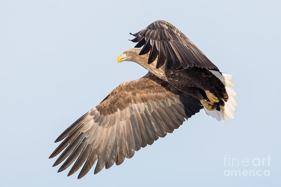 White-tailed Sea Eagle Hovering Photograph by Natural Focal Point Photography