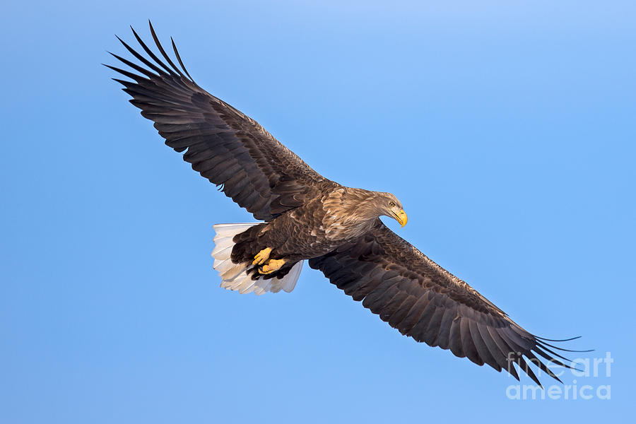 White-Tailed Sea Eagle Photograph by Natural Focal Point Photography