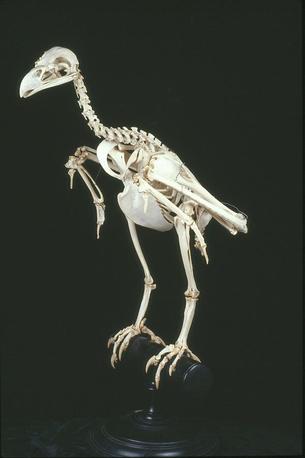 White-tailed Sea Eagle Skeleton Photograph by Natural History Museum ...