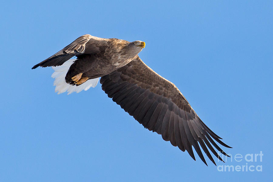 White-Tailed Sea Eagle Soars Photograph by Natural Focal Point Photography