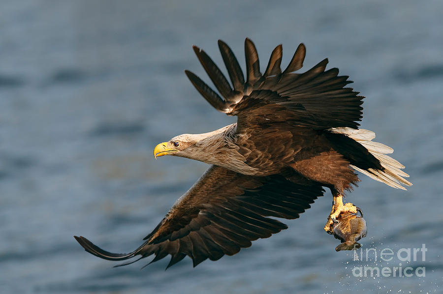 Eagle Photograph - White-tailed Sea Eagle by Thomas Hanahoe
