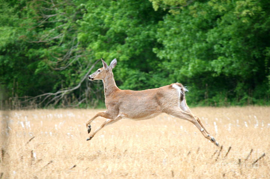 White-Tailed Sprint  Photograph by Neal Eslinger