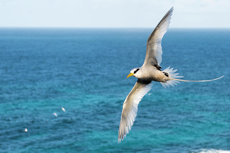 White-tailed Tropicbird In Flight Photograph by James Warwick