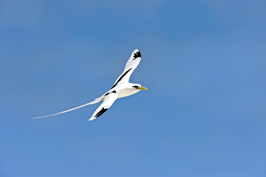 White-tailed Tropicbird In Flight Photograph by Tony Camacho/science Photo Library