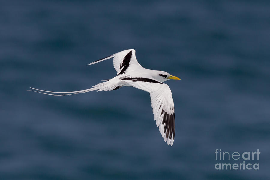 White-tailed Tropicbird Photograph by Jean-Luc Baron